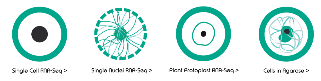 single cell types